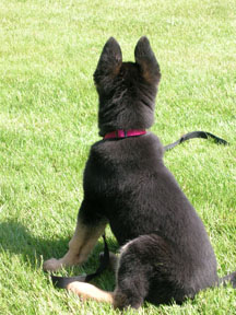 ears