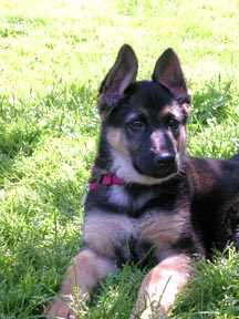 ears front