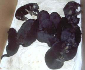 box puppies